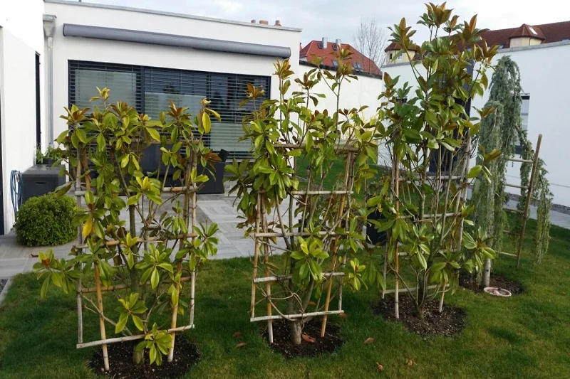 Neu gepflanzte Gehölze mit Stützgerüsten in einer Gartenanlage