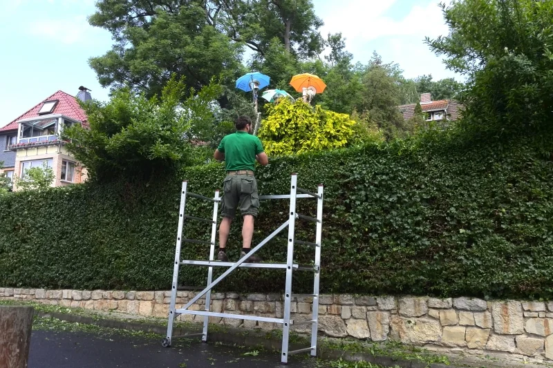 Heckenschnitt an einer hohen Hecke mit Arbeitsgerüst